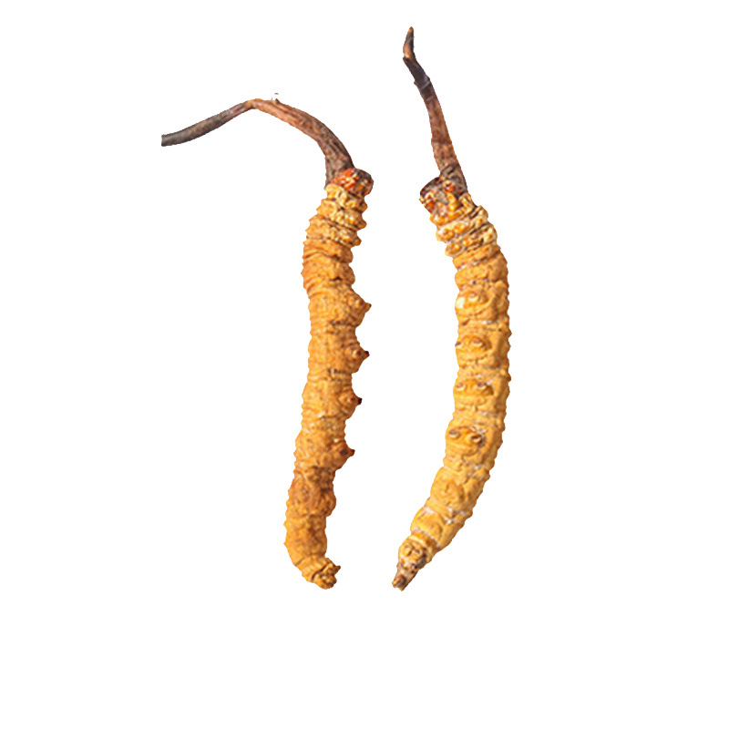 Dried Cordyceps Sinensis Dong Chong Xia Cao Whole Caterpillar Fungus Tibetan Nagqu Wild-Harvested Tonic Herb for Cooking and Decoction - Image 5