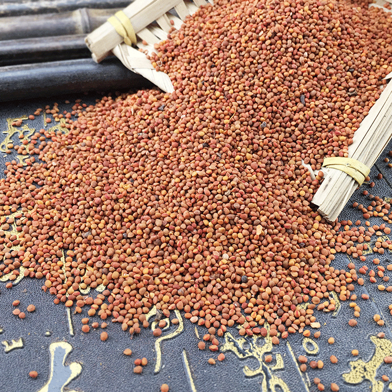 Chu Shi Zi Dried Broussonetia Fruit 500g Traditional TCM Herb for Decoction and Herbal Tea - Image 2