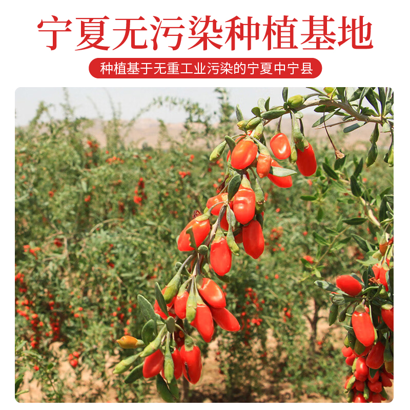 Ningxia Goji Berries Gou Qi Zi Large Grade Sun Dried Red Wolfberry for Tea Wine and Soup 150g Jar with Chrysanthemum Tea 50g - Image 2