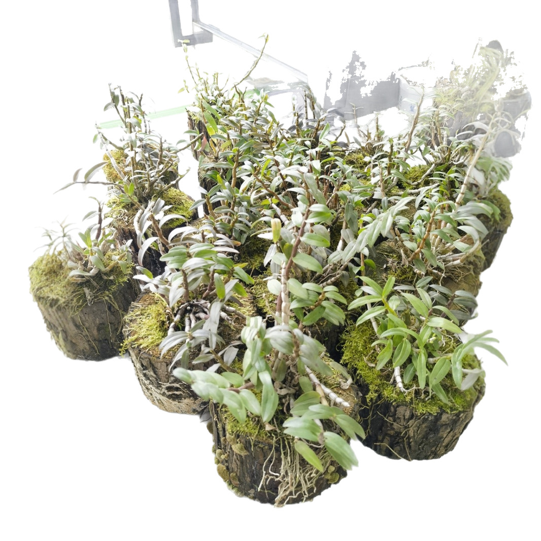 Huoshan Tie Pi Shi Hu Dendrobium Officinale Live Potted Orchid Indoor Decorative Green Plant - Image 5