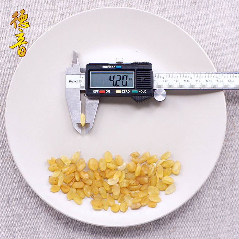 Double Cheek Soap Pod Seeds Zao Jiao Mi Snow Lotus Seeds Large Grade Yunnan Culinary Herb 500g - Image 3