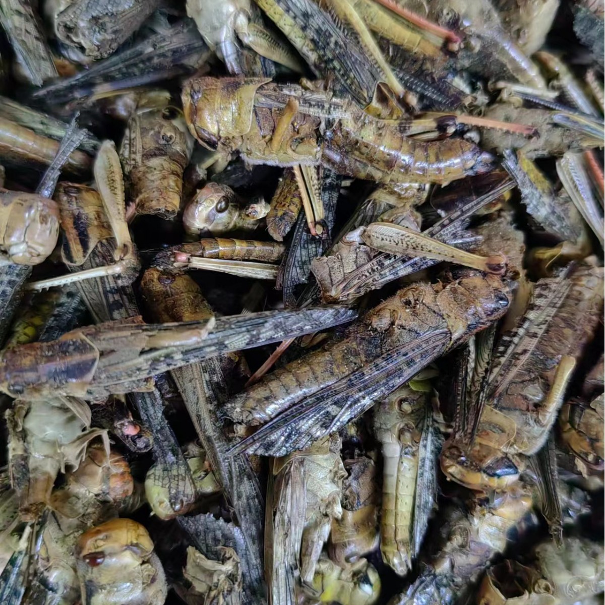 Dried Locust (Grasshopper) — Traditional Chinese Insect Herb, 500g - Image 3