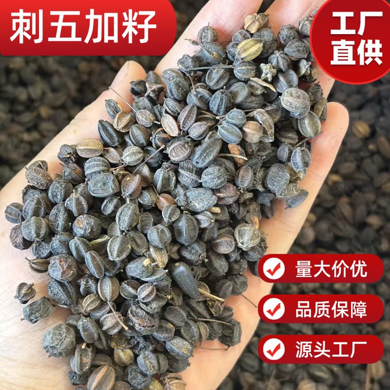 Dried Acanthopanax Senticosus Seeds Ci Wu Jia Zi 500g Raw Herbal Seed for Traditional Decoction - Image 2