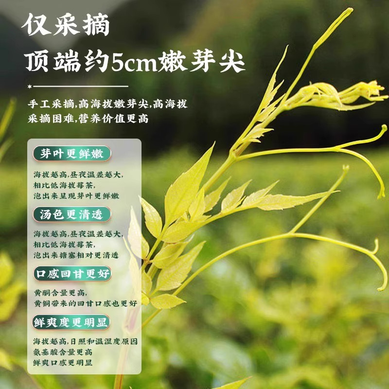 Wild Mei Tea Zhangjiajie Premium Bud Tip Vine Tea Gift Box Hot Brew - Image 2