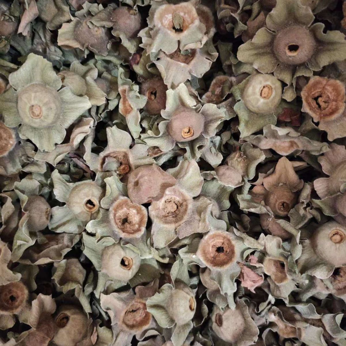 Shi Di (Diospyros kaki Calyx) — Dried Persimmon Calyx Herb, 500g - Image 3