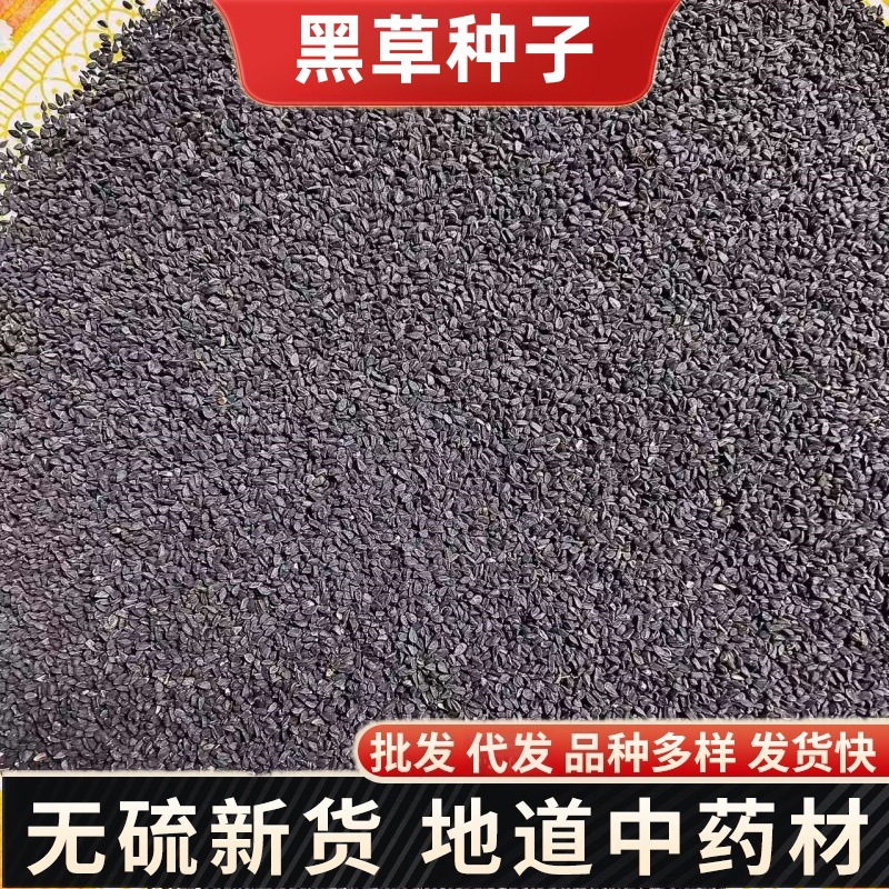 Black Cumin Seed (Nigella sativa) — Xinjiang Black Seed, 500g Food Herb - Image 2