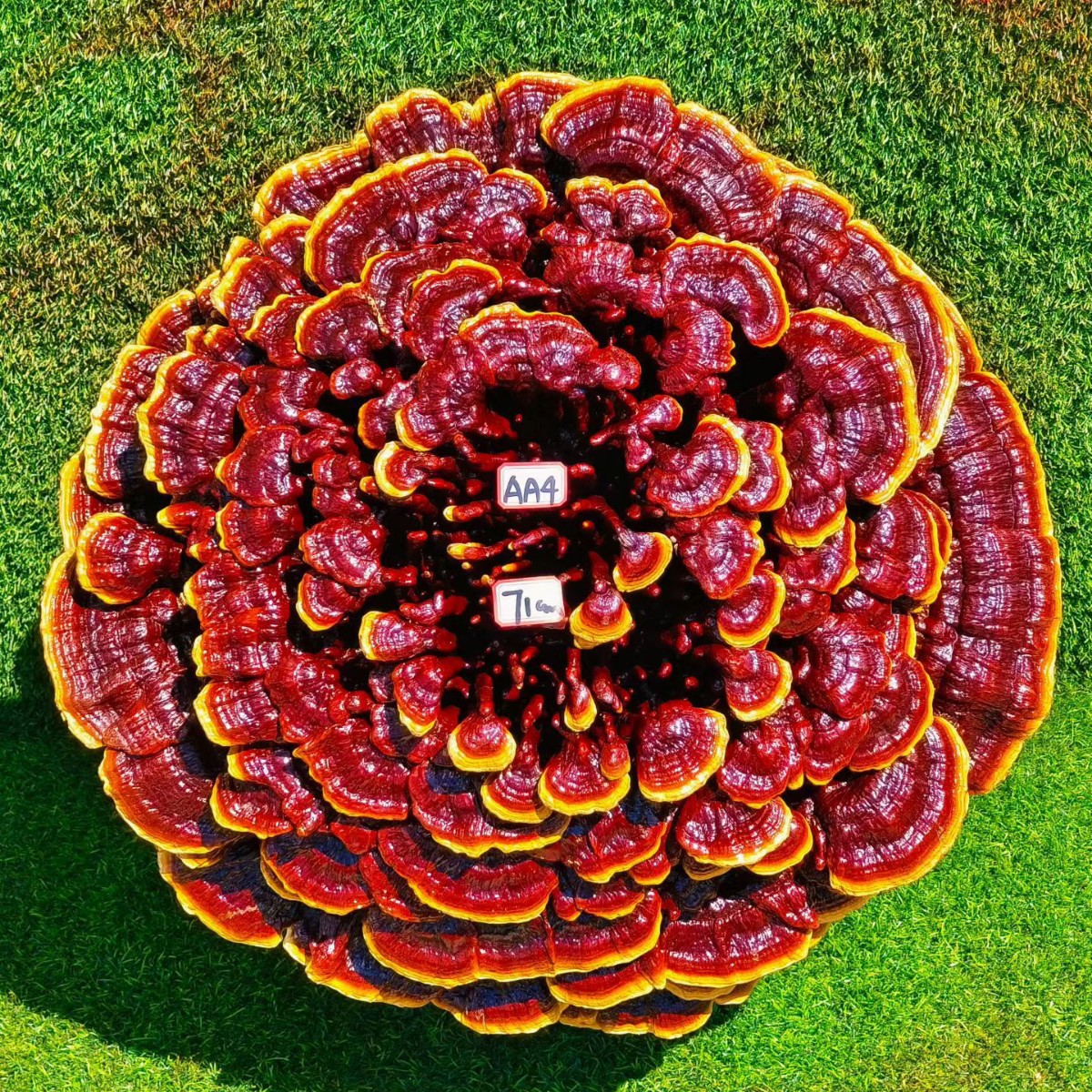 Large Purple Reishi Mushroom Display Piece 95cm Ling Zhi Ornamental Bonsai for Home and Entryway - Image 4