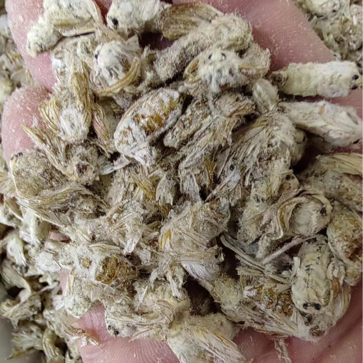 Male Silkworm Moth (Bombyx mori) — Dried TCM Herb, Food-Grade, 500g - Image 3