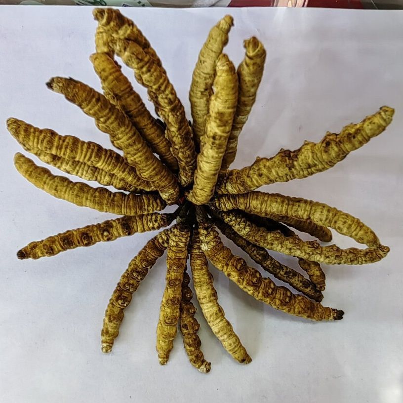 Dong Chong Xia Cao (Cordyceps sinensis) — Freeze-Dried Tibetan Cordyceps, 1g Portion - Image 2