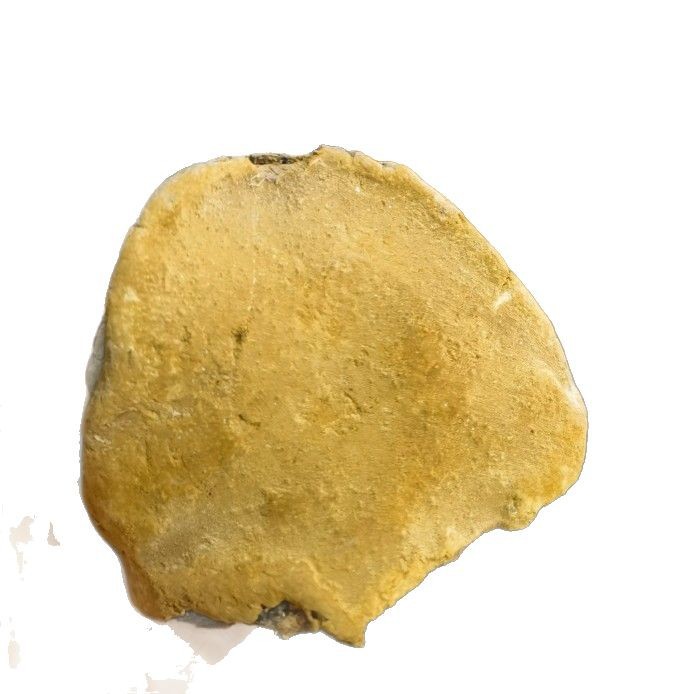 Sang Huang Mulberry Phellinus Dried Slices 250g Yunnan Wild Harvested Herbal Conk - Image 5