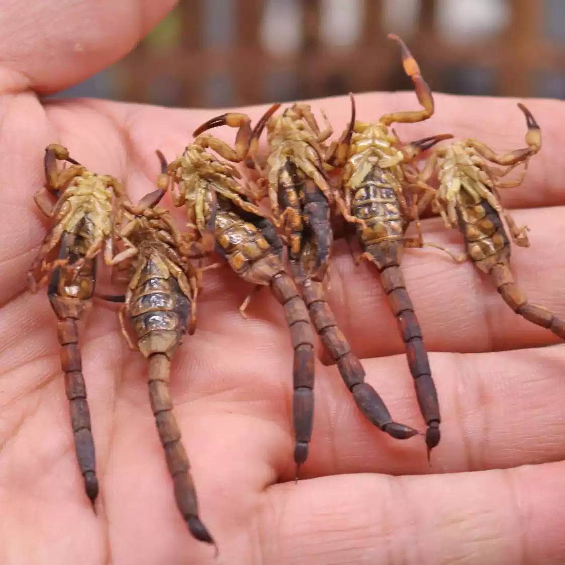 Whole Scorpion Quan Xie Dried TCM Herb 500g Natural Sun Dried Shandong Origin - Image 4