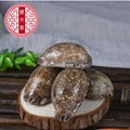 Zi Bei Chi (Concha Mauritiae) — Dried Purple Cowrie Shell Pieces, Traditional Mineral Herb - Image 3