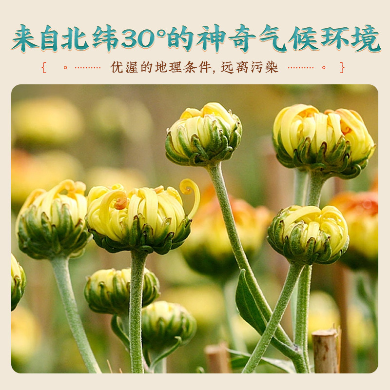 Dried Chrysanthemum Bud Tea Tai Ju Hangzhou White Chrysanthemum 40g Jar - Image 3