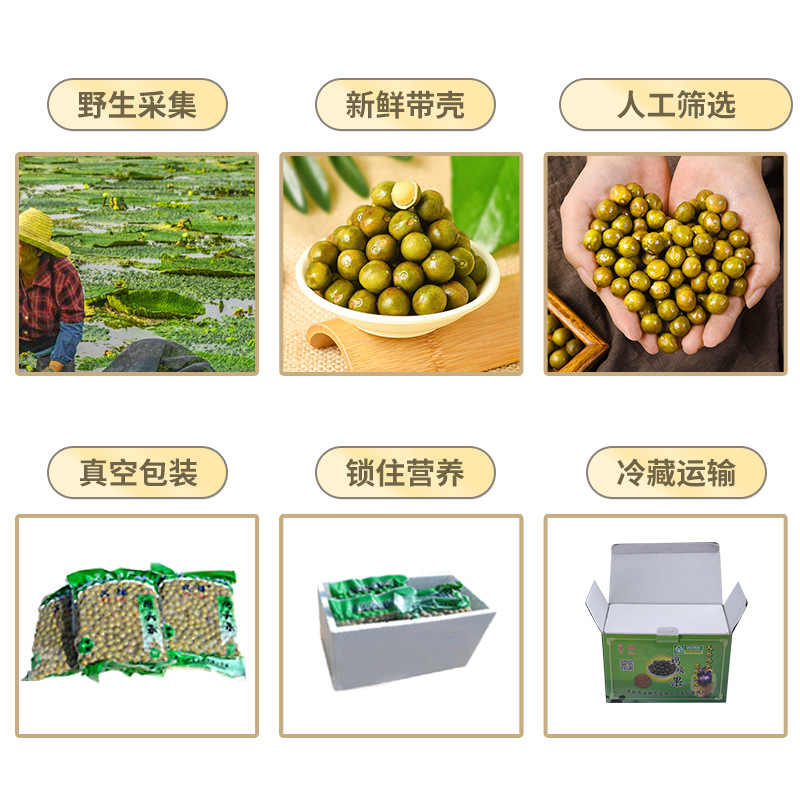 Fresh Frozen Gorgon Fruit Qian Shi Euryale Ferox Seeds 500g Bag Culinary Grade - Image 3