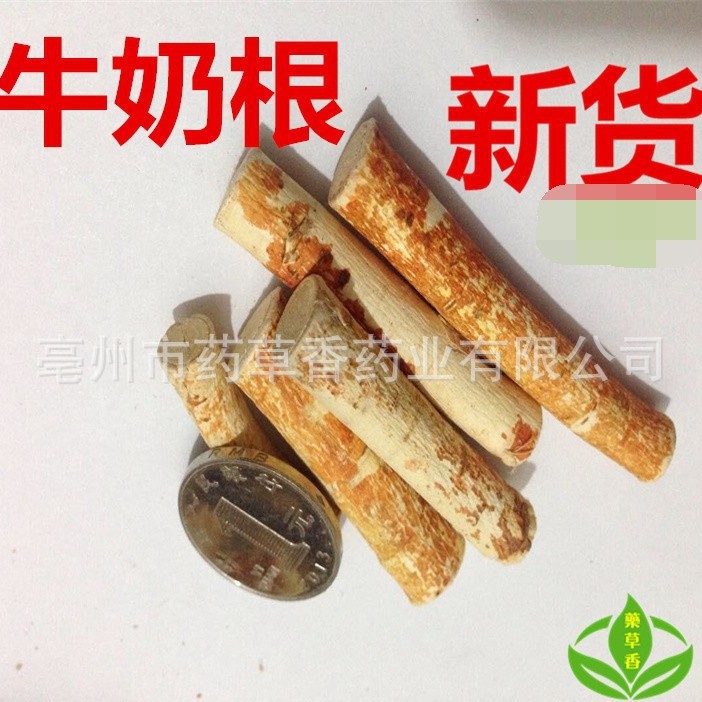 Wu Zhi Mao Tao (Radix Fici Simplicissimae) — Dried Food-Herb Root for Soup & Tea - Image 2