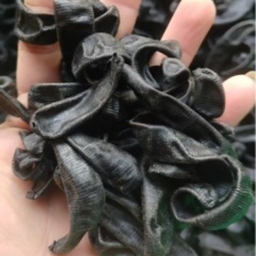 Dried Leech (Hirudo nipponica / Poecilobdella manillensis) — Sun-Dried Medicinal Leech, Food-Grade Herb - Image 4