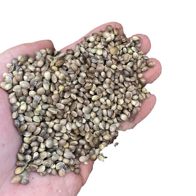 Hemp Seed (Cannabis sativa) — Hulled Food Herb, 500g Clean Granules for Tea, Congee & Soup - Image 5