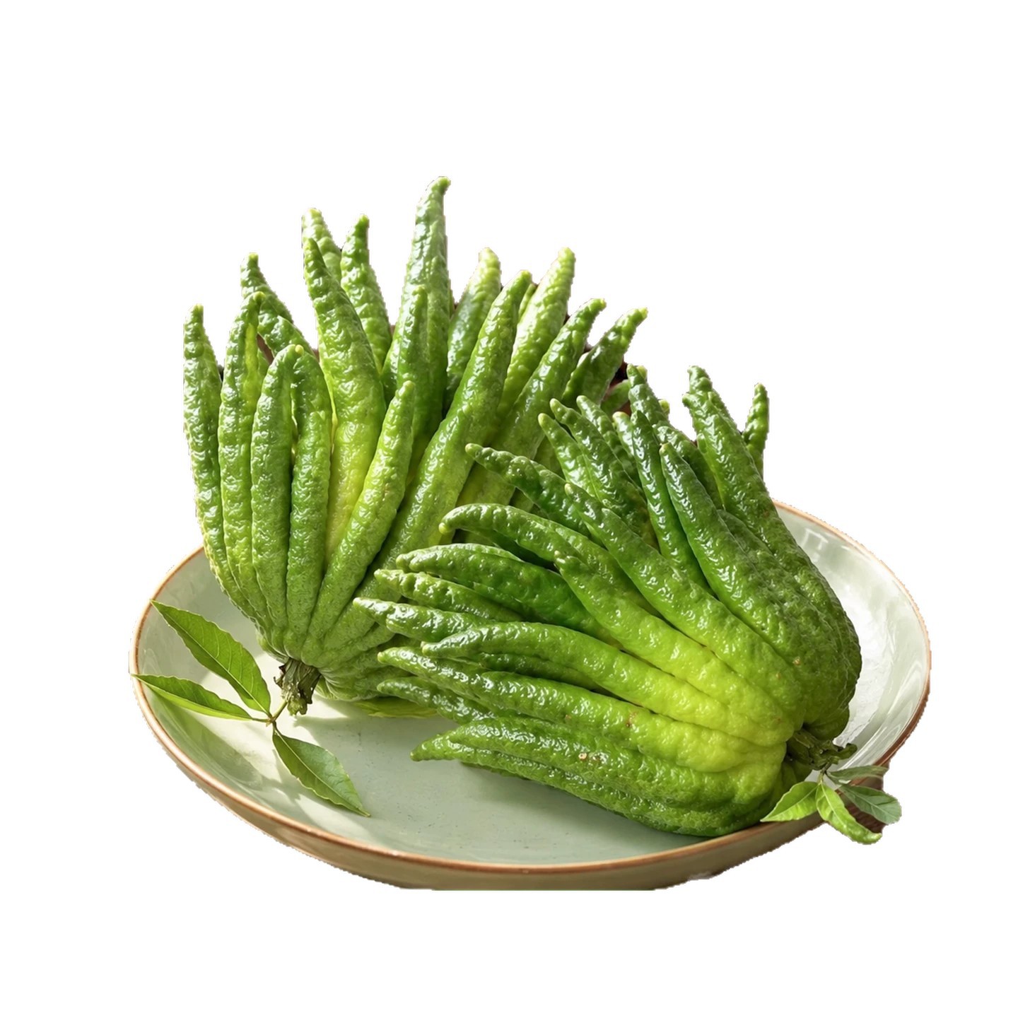 Fresh Fingered Citron Branches Buddha Hand Fruit for Water Cultivation and Display - Image 5