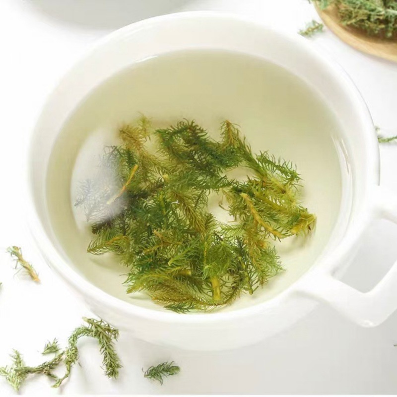 Shen Jin Cao (Lycopodium clavatum) — Dried Clubmoss Herb for Foot Soaks & Herbal Wine - Image 4