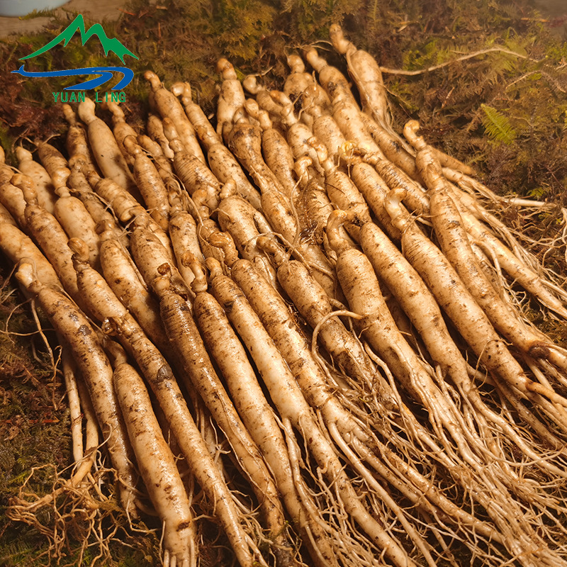 Fresh Ginseng Root Whole with Soil Changbai Mountain Ren Shen for Wine and Soup - Image 2