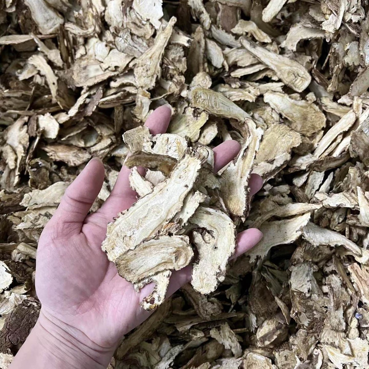 Dried Angelica Sinensis Root Slices Dang Gui Head Grade Gansu Minxian 500g - Image 2