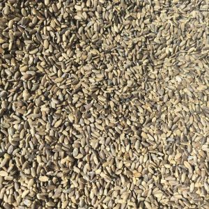 Milk Thistle Seed Powder (Silybum marianum) — Shui Fei Ji Herbal Powder, 500g