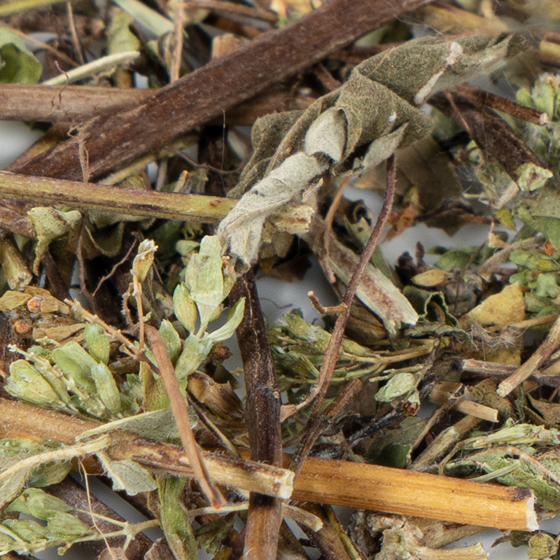 Tu Yin Chen (Artemisia capillaris / Herba Artemisiae) — Dried Yin Chen Herb, 500g - Image 3