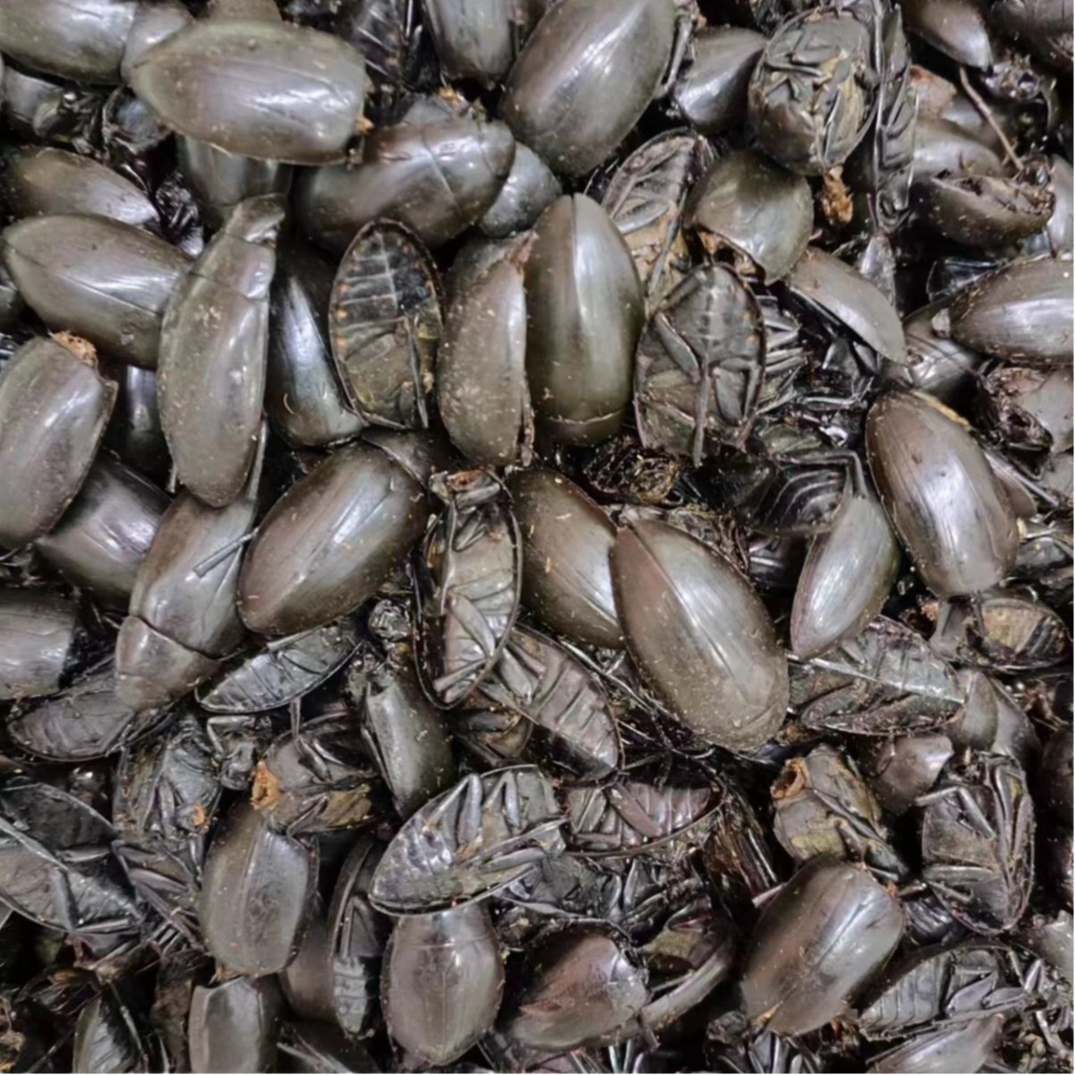 Golden-Edged Diving Beetle (龙虱) — Dried Edible Insect, Traditional Food-Use Ingredient - Image 5