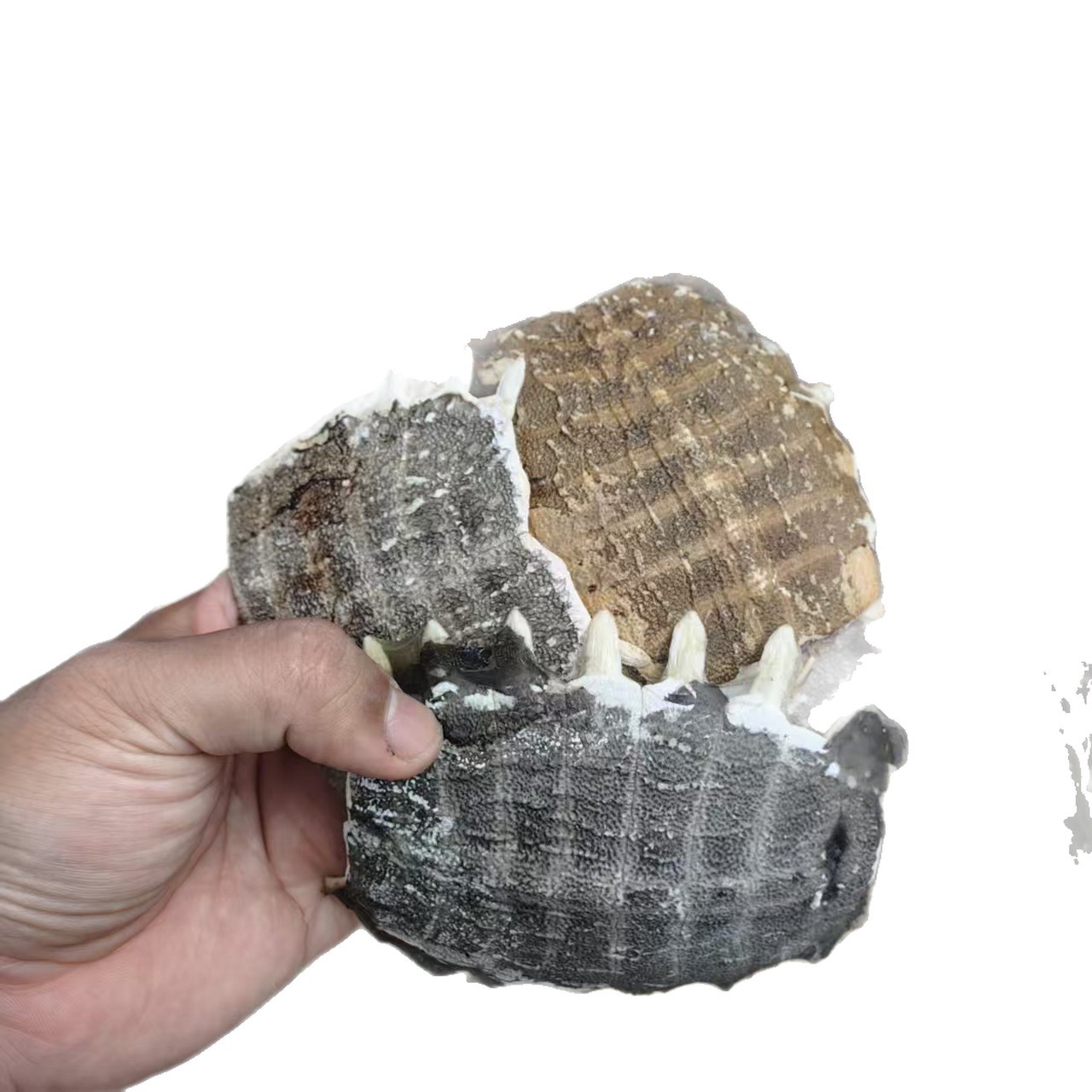 Dried Turtle Shell Bie Jia 500g Traditional Chinese Herb Sun-Dried Raw Material - Image 5