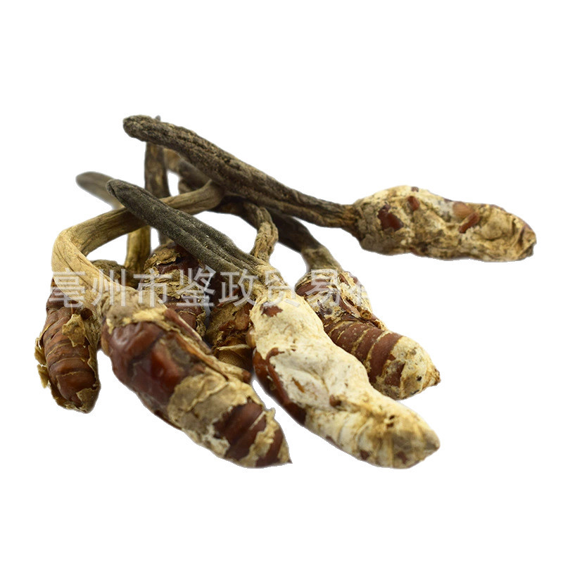 Golden Cicada Flower Jin Chan Hua Cordyceps-like Fungus Dried Whole Herb 500g Traditional TCM Ingredient - Image 5