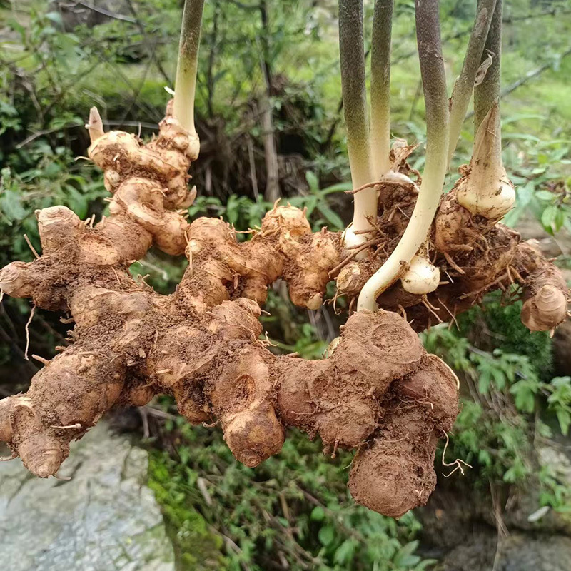 Wild Polygonatum Rhizome Huang Jing 1500g Whole Root for Soup and Herbal Wine - Image 3