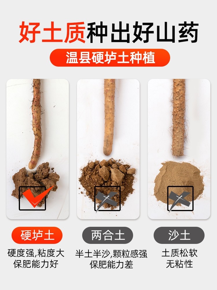 Fresh Wenxian Iron Stick Yam Chinese Yam Huai Shan 500g Henan Jiaozuo Origin - Image 4