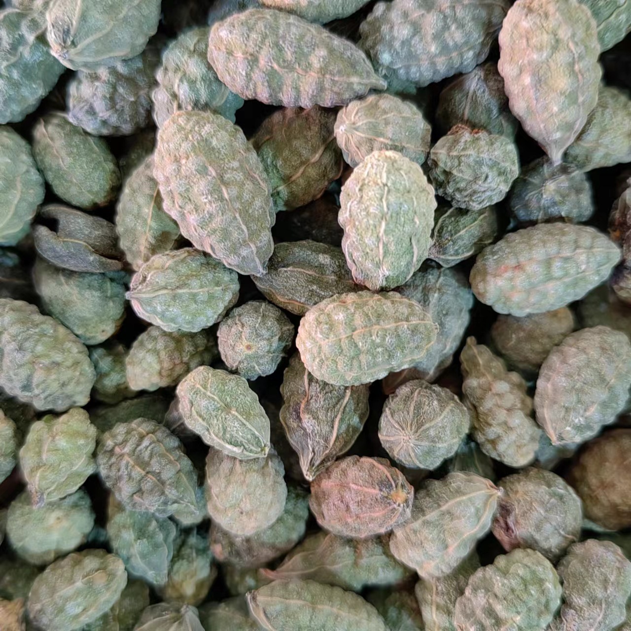 Wild Watermelon Fruit (Capparis spinosa) — Dried TCM Herb, 500g, Powder Available - Image 4