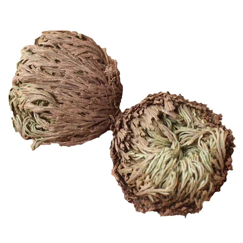 Dried Selaginella Herb Juan Bai 500g Whole Plant Resurrection Grass Traditional TCM Botanical - Image 5