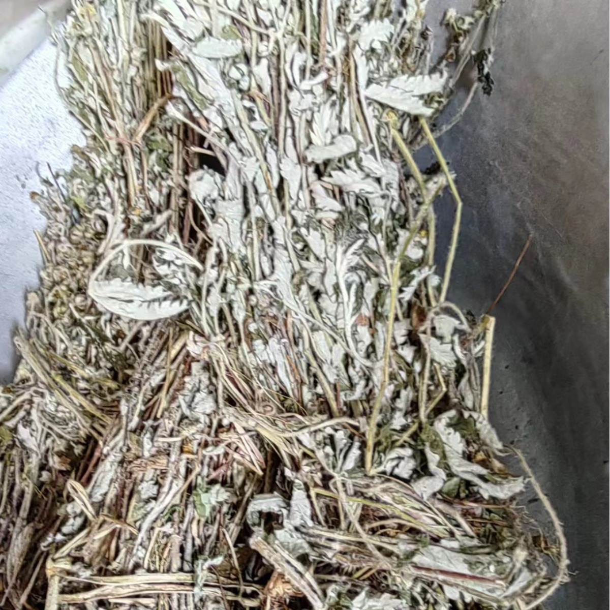 Fan Bai Cao (Potentilla discolor) — Dried Food Herb, Ultra-Fine Powder & Cut Form - Image 2