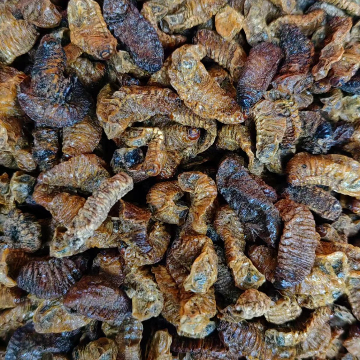 Qi Cao (Holotrichia diomphalia Larva) — Dried Insect Herb, 500g - Image 4