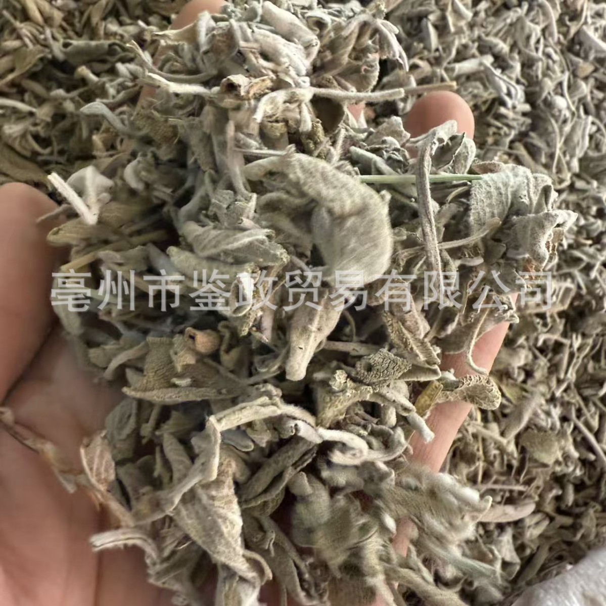 Dried Sage Leaves 500g Salvia officinalis Culinary Herb for Western Cooking and Herbal Tea - Image 2