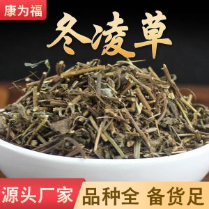 Dong Ling Cao (Rabdosia rubescens) — Dried Chinese Herbal Decoction Pieces, 500g