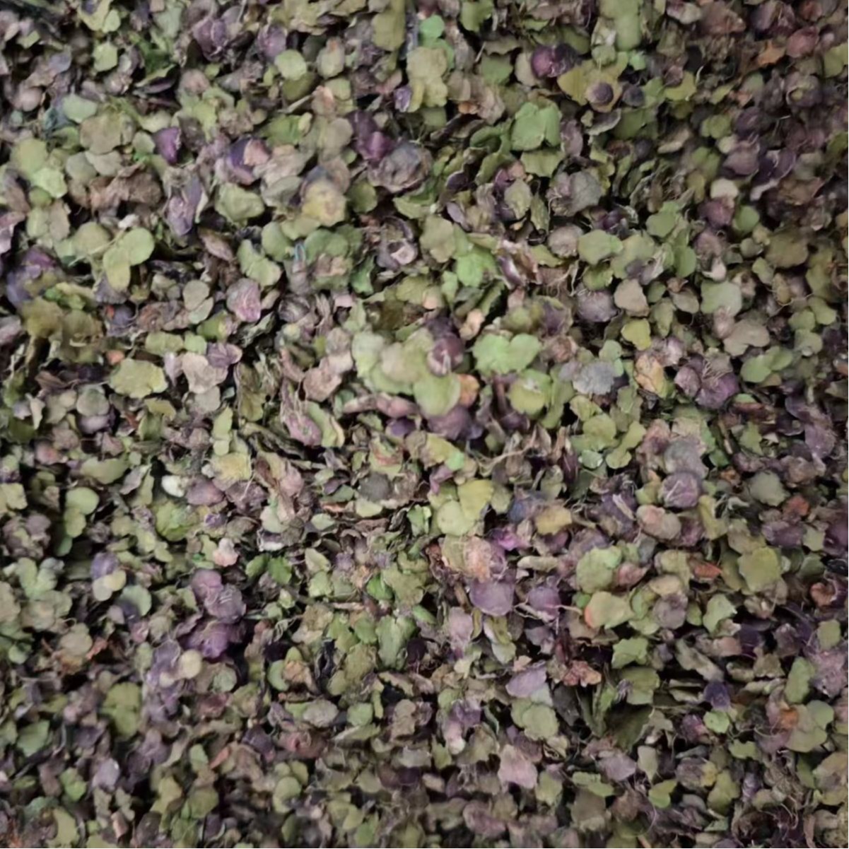 Fu Ping (Spirodela polyrhiza) — Dried Duckweed Herb, Purple-Back Water Floating Weed - Image 5