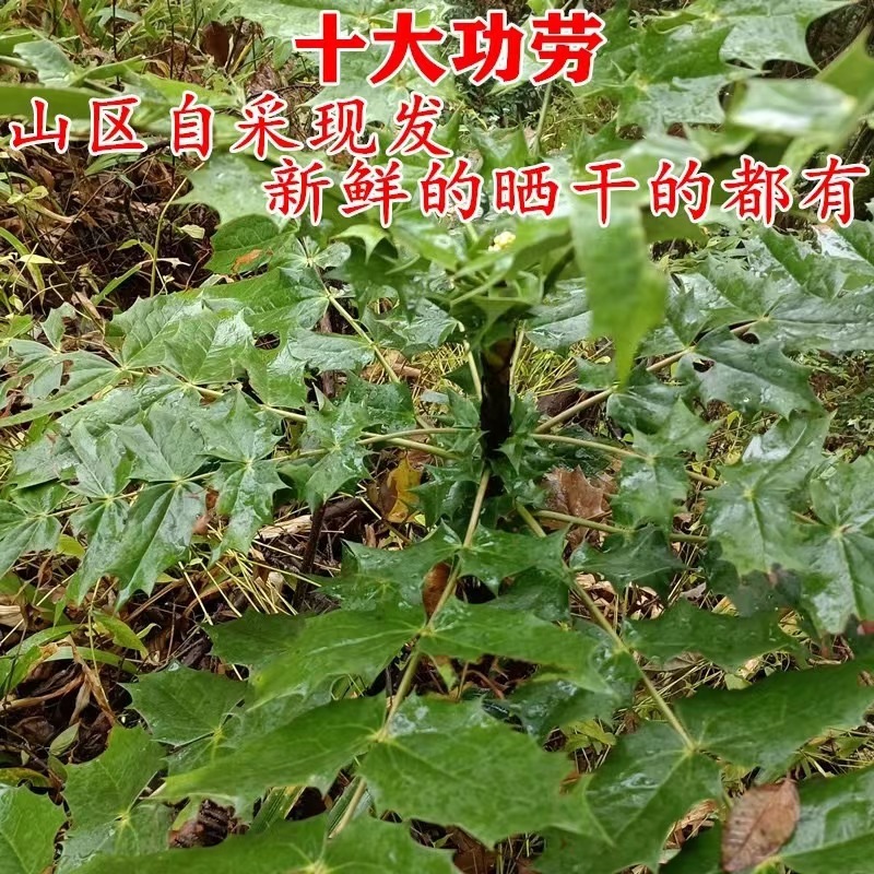 Wild Cihuanglian Sliced Berberis Root 500g Traditional Chinese Herb for Decoction and Tea - Image 3