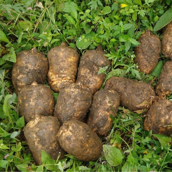 Tibetan Gastrodia Root Grade A Large Boxed 200g Dried Tian Ma for Herbal Decoction - Image 3