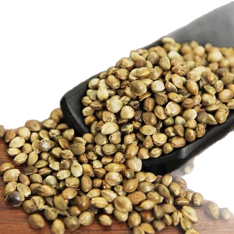 Hemp Seed Huo Ma Ren 500g Dried Cannabis sativa Seed Bulk Herbal Ingredient - Image 5