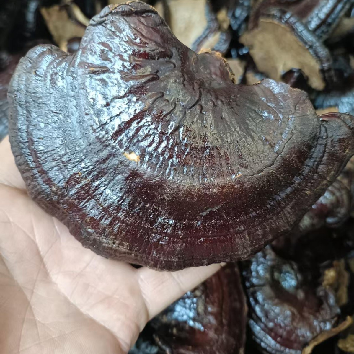 Dried Black Reishi Mushroom Whole Lingzhi Slices for Herbal Decoction and Wine Infusion 500g - Image 2