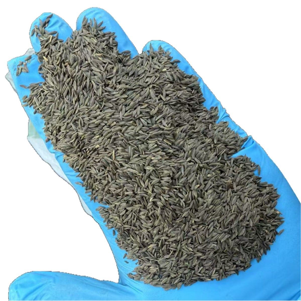 Black Lettuce Seeds Raw Edible Agricultural Product 1 Jin Pack - Image 5