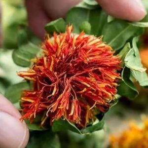 Safflower Flower Heads (Carthamus tinctorius) — Dried Whole Blossoms, Tibetan Origin, 500g