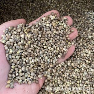 Hemp Seed (Cannabis sativa) — Hulled Food Herb, 500g Clean Granules for Tea, Congee & Soup