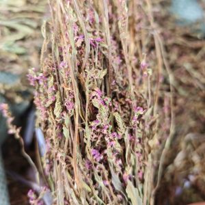 Pan Long Shen (Spiranthes sinensis) — Dried Food Herb, Rare Chinese Botanical