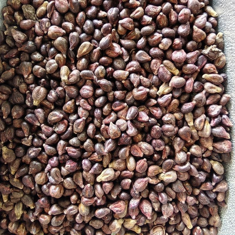 Grape Seed Powder (Vitis vinifera) — Food-Herb Botanical Powder, 500g - Image 3