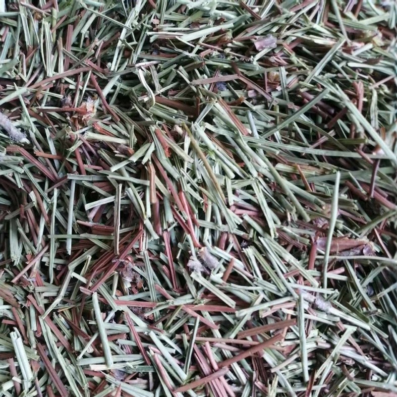 Pine Needles (Pinus massoniana) — Dried Cut Food Herb, 500g - Image 5