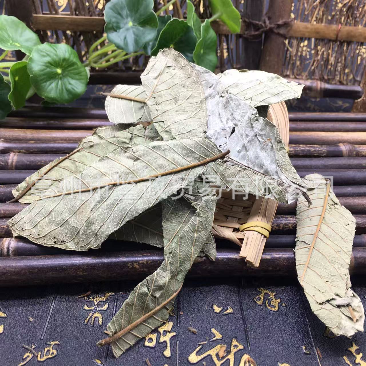 Guava Leaf Tea Folium Psidii Guajavae Fan Shi Liu Ye Dried Loose Leaves Bulk 500g - Image 2